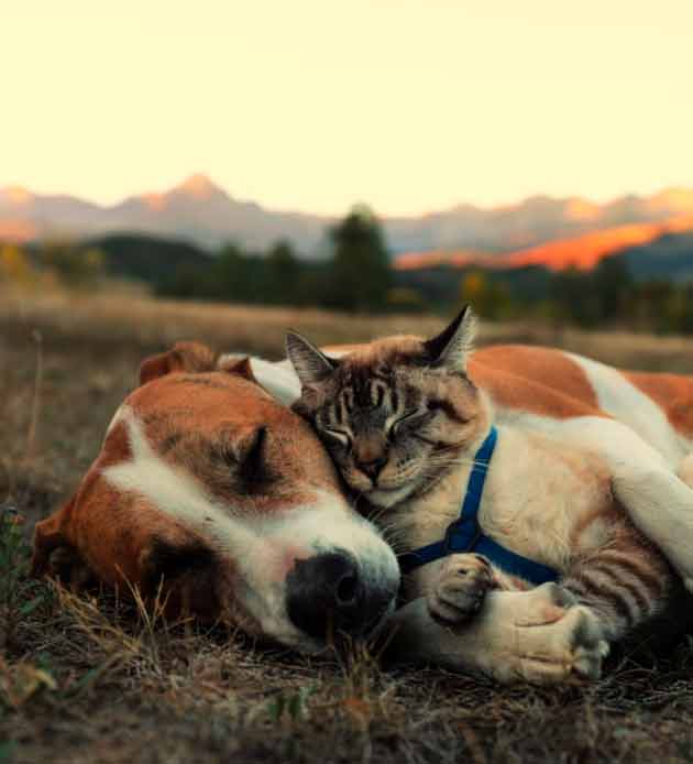 Cão e gato adoram acompanhar seus donos em viagens de aventura. Foto: Reprodução Instagram
