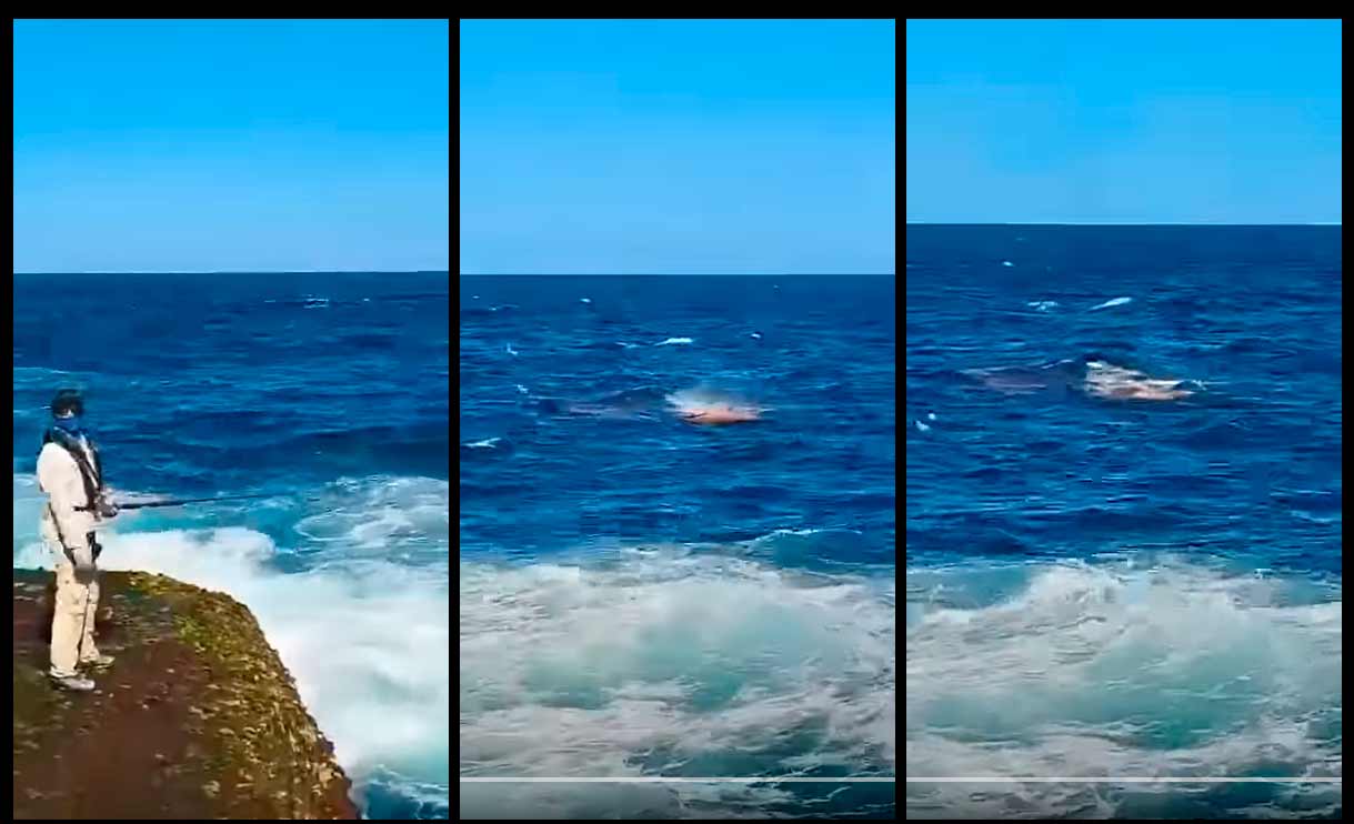 Vídeo mostra momento do ataque de tubarão branco em Sydney. Foto: Reprodução Youtube