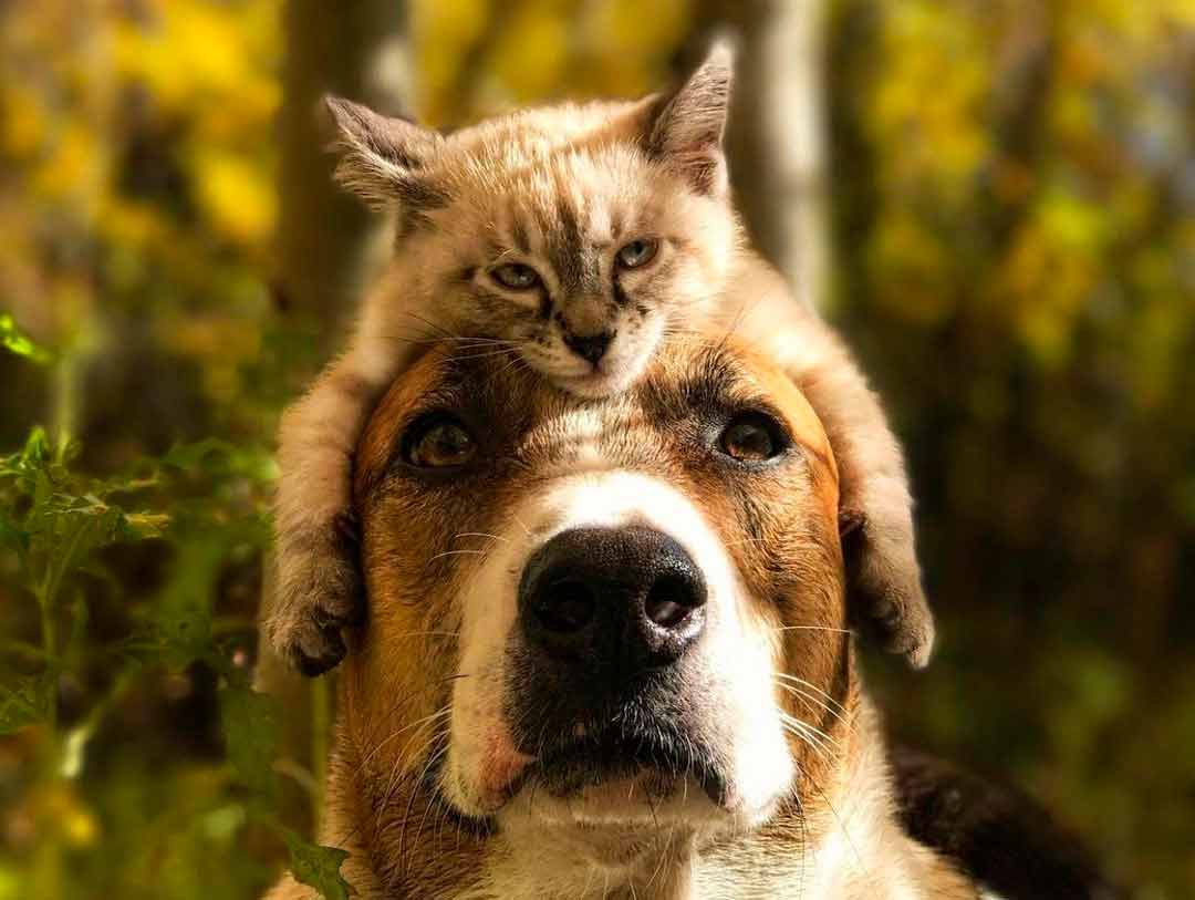 Cão e gato adoram acompanhar seus donos em viagens de aventura. Foto: Reprodução Instagram
