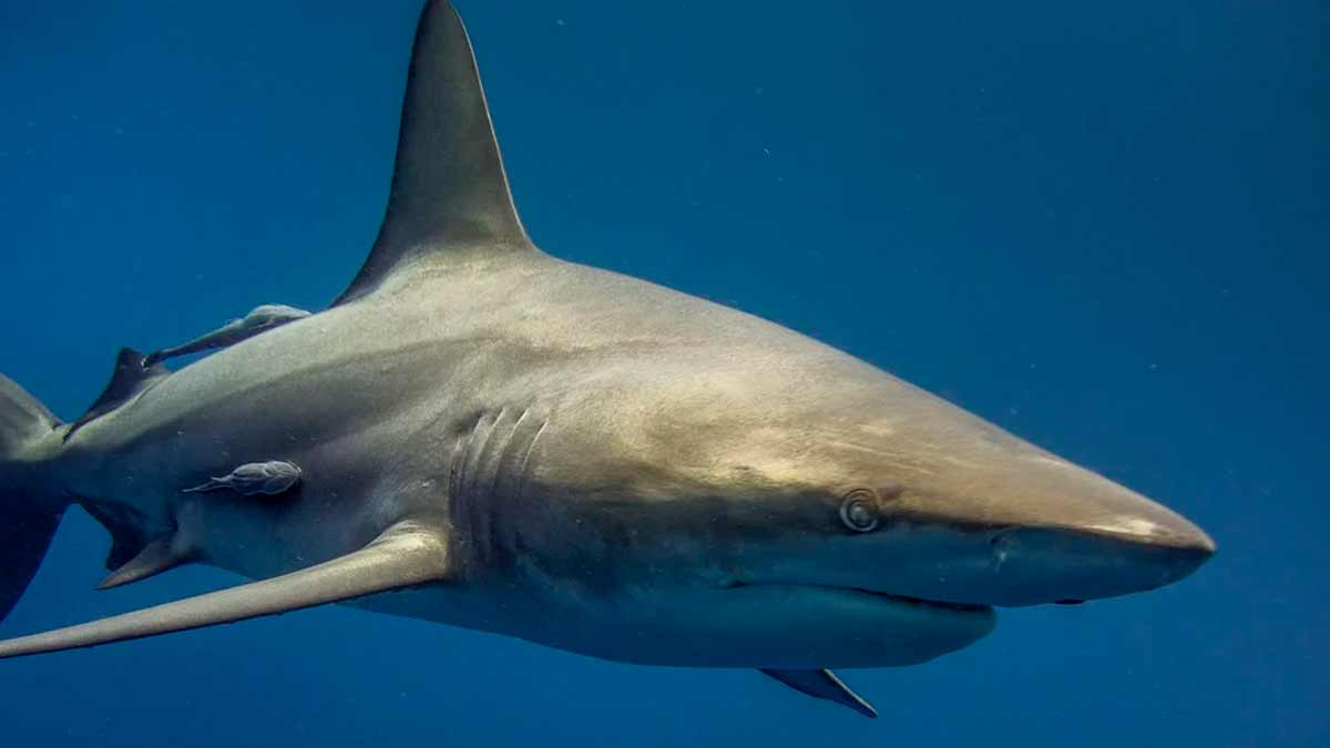 Praias de Sydney são fechadas após banhista ser comido por grande tubarão branco. Foto: Pixabay